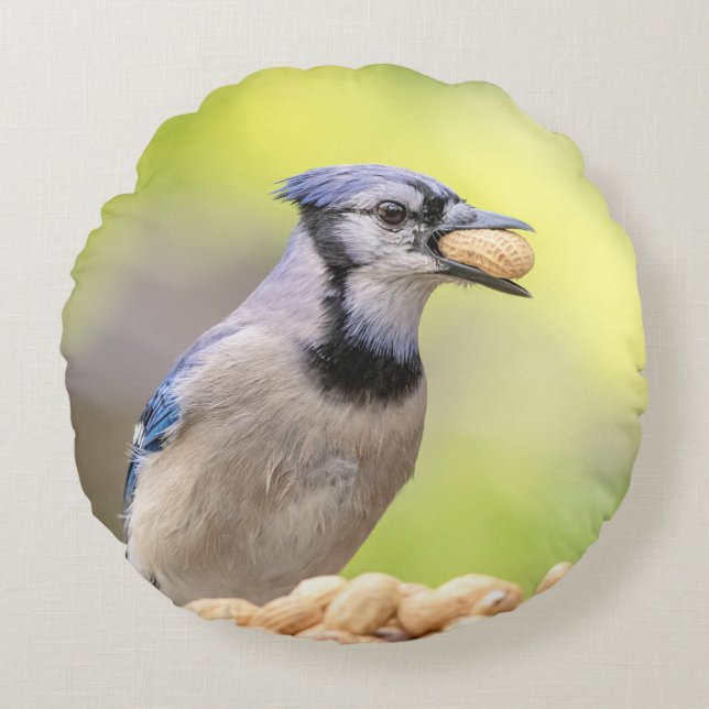 Blaue Jay mit Erdnuss Rundes Kissen (Vorderseite)