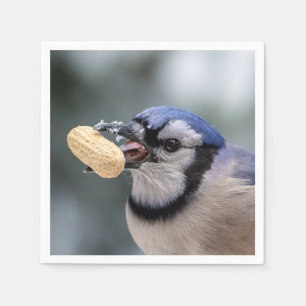 Blaue Jay mit Erdnuss Serviette