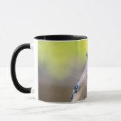 Blaue Jay mit Erdnuss Tasse (Links)