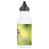 Blaue Jay mit Erdnuss Trinkflasche (Rechts)