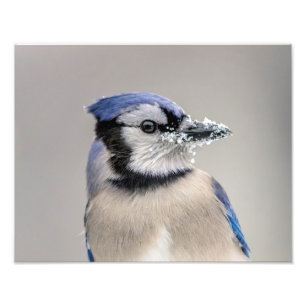 Blaue Jay mit Schnee auf seinem Schnabel Fotodruck