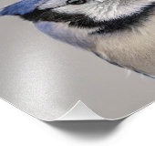 Blaue Jay mit Schnee auf seinem Schnabel Fotodruck (Ecke)