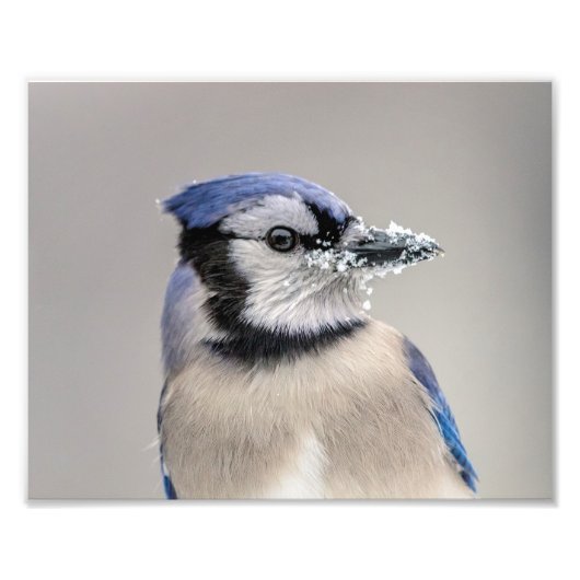 Blaue Jay mit Schnee auf seinem Schnabel Fotodruck (Vorne)