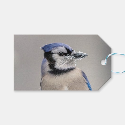Blaue Jay mit Schnee auf seinem Schnabel Geschenkanhänger (Vorderseite (Horizontal))