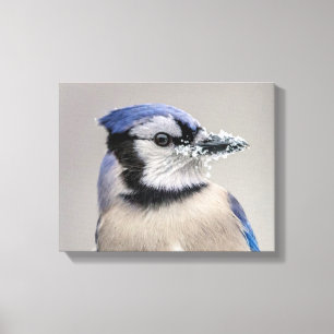 Blaue Jay mit Schnee auf seinem Schnabel Leinwanddruck