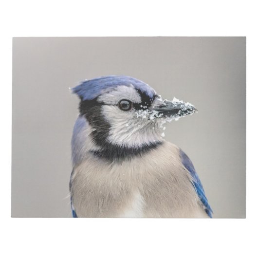 Blaue Jay mit Schnee auf seinem Schnabel Notizblock (Vorderseite)