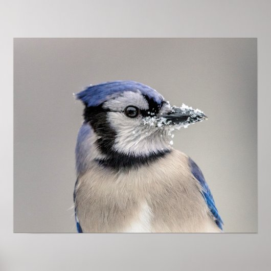 Blaue Jay mit Schnee auf seinem Schnabel Poster (Vorne)
