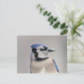 Blaue Jay mit Schnee auf seinem Schnabel Postkarte (Stehend Vorderseite)