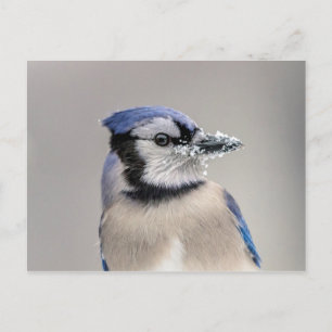 Blaue Jay mit Schnee auf seinem Schnabel Postkarte