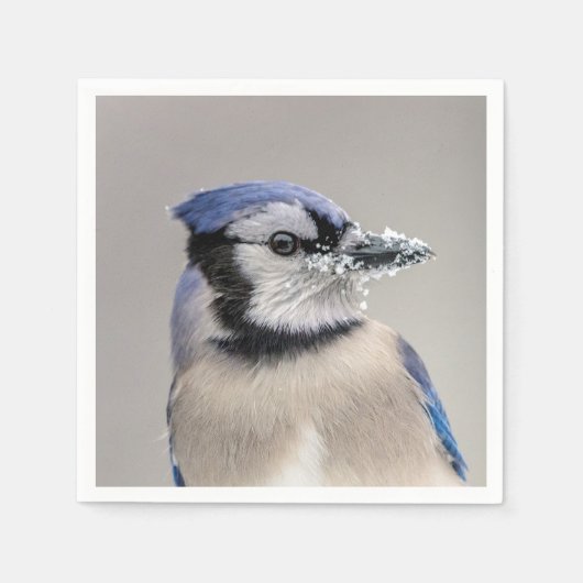 Blaue Jay mit Schnee auf seinem Schnabel Serviette (Vorderseite)