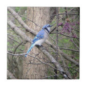 Blaue Jay (Ohio) Dekorative Tile Fliese (Vorderseite)