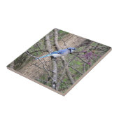 Blaue Jay (Ohio) Dekorative Tile Fliese (Seite)