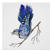 Blaue Jay Poster (Vorderseite)