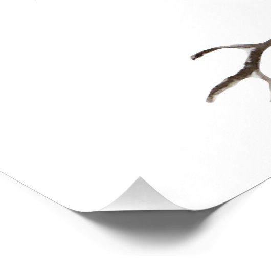 Blaue Jay Poster (Ecke)