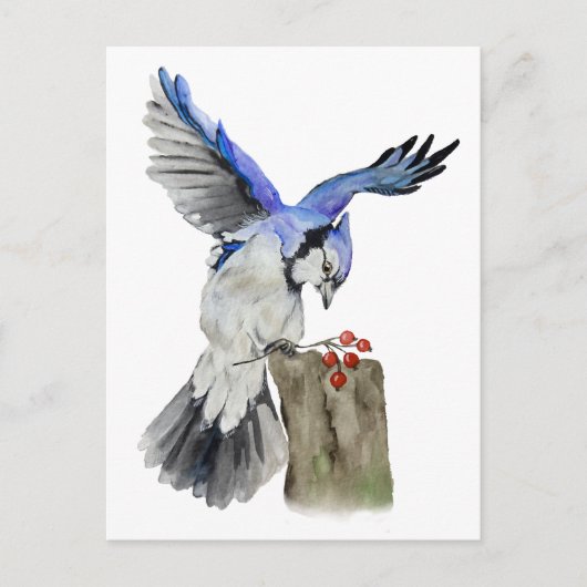 Blaue Jay Postkarte (Vorderseite)