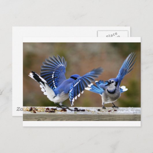 Blaue Jay Postkarte (Vorne/Hinten)