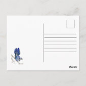 Blaue Jay Postkarte (Rückseite)