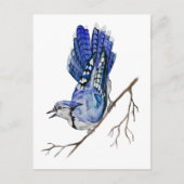 Blaue Jay Postkarte (Vorderseite)