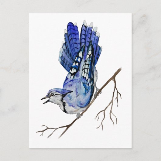 Blaue Jay Postkarte (Vorderseite)