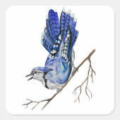 Blaue Jay Quadratischer Aufkleber (Vorderseite)