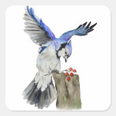 Blaue Jay Quadratischer Aufkleber (Vorderseite)