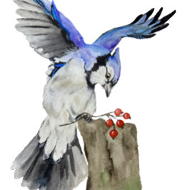 Blaue Jay Rundes Kissen