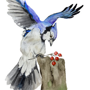 Blaue Jay Rundes Kissen