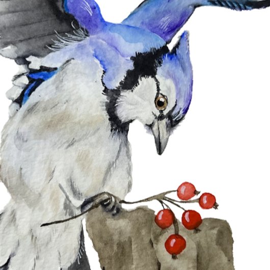 Blaue Jay Steinuntersetzer