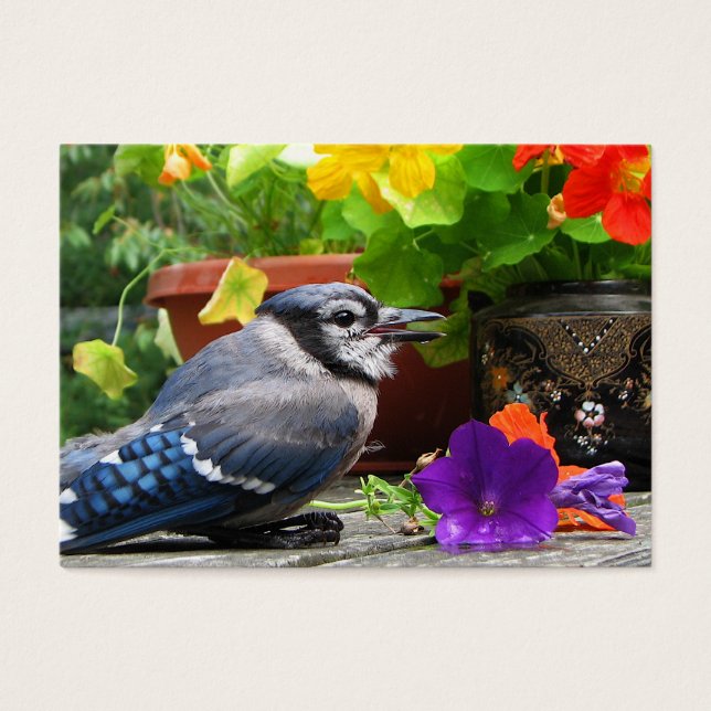 Blaue Jay und Blume ATC (Vorderseite)