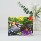 Blaue Jay und Blume Postkarte (Stehend Vorderseite)