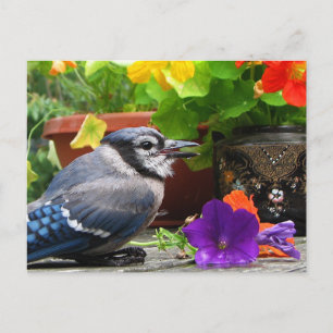 Blaue Jay und Blume Postkarte
