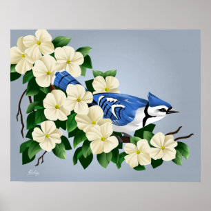 Blaue Jay unter Dogwood-Blume Poster
