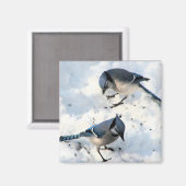 Blaue Jay Vögel in der SchneeNatur Magnet (Vorderseite/Rückseite)