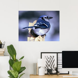 Blaue Jay-Vogel-Liebhaber Poster