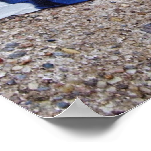 Blaue Jay-Vogelfedern Poster (Ecke)