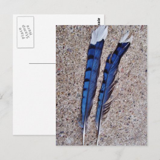 Blaue Jay-Vogelfedern Postkarte (Vorne/Hinten)