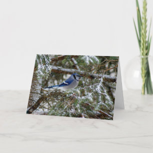 Blaue Jay-Wünsche Feiertagskarte