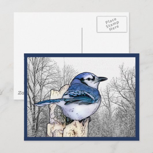 Blaue Jay Zeichnend Postkarte (Vorne/Hinten)