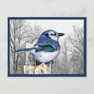 Blaue Jay Zeichnend Postkarte