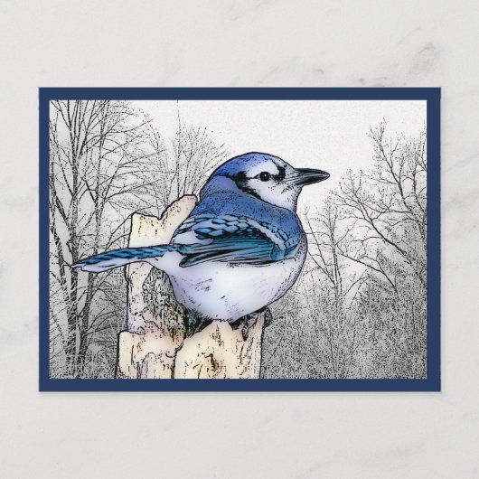 Blaue Jay Zeichnend Postkarte (Vorderseite)