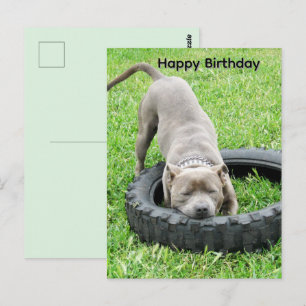 Blaue junge Staffordshire Bullterrier-Geburtstagsk Postkarte