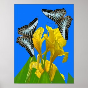 Blaue Kappenschmetterlinge aus Malaysia auf Canna Poster