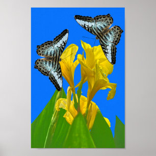 Blaue Kappenschmetterlinge aus Malaysia auf Canna  Poster