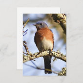 Blaue Karte - Natureinweis (Vorne/Hinten)