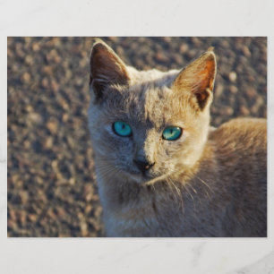 Blaue Katze Flyer