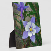 Blaue Kolonne Fotoplatte (Seite)