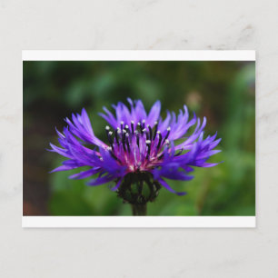 Blaue Kornblumen-Blüten Blüten Frieden Liebe Schic Postkarte