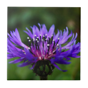 Blaue Kornblumen-Blüten Frieden Liebe Schicksal Fliese
