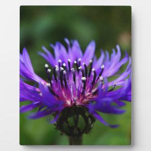 Blaue Kornblumen-Blüten Frieden Liebe Schicksal Fotoplatte