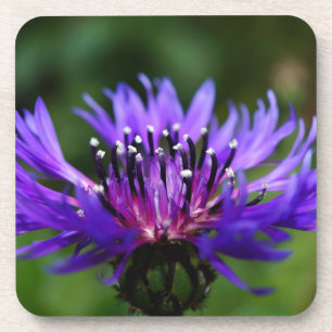 Blaue Kornblumen-Blüten Frieden Liebe Schicksal Getränkeuntersetzer